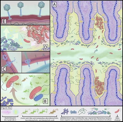 Vibrio Cholerae At The Intersection Of Immunity And The Microbiome Msphere