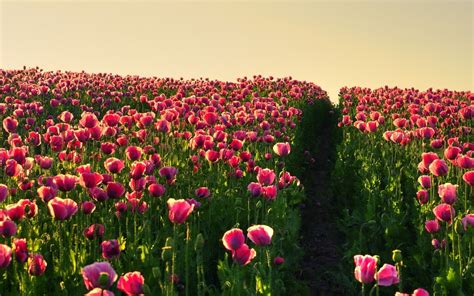 Spring Flower Field Wallpapers 4k Hd Spring Flower Field Backgrounds