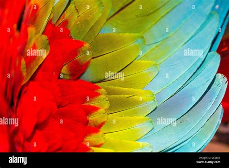 Bird Wing Texture Hi Res Stock Photography And Images Alamy