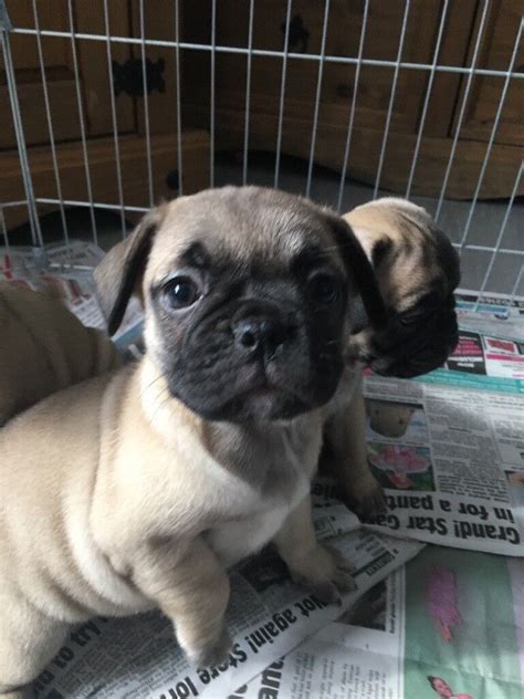 French bulldog x pug (frug) | in Sandwell, West Midlands | Gumtree