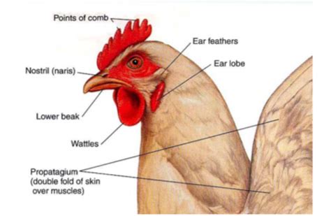 Anatomy Chicken Flashcards Quizlet