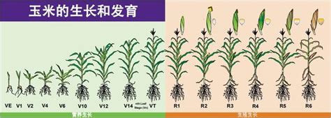 玉米的一生 每日頭條