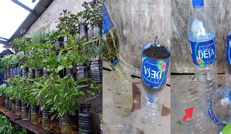 Mudahnya Tanam Kangkung Hanya Tanam Dalam Botol Minuman Terpakai Sahaja