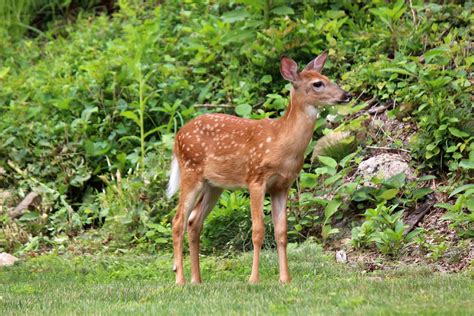 Deer In The Backyard A Photo On Flickriver