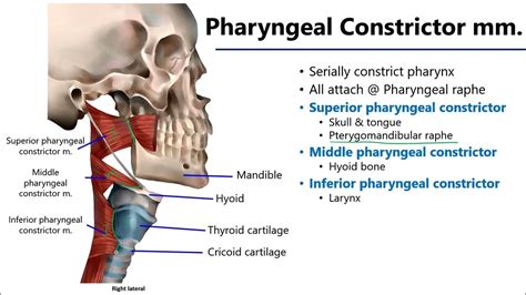 Pharyngeal Muscles Lo7 M1 Anatomy Learning Objectives Youtube