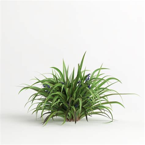 Premium Photo 3d Illustration Of Set Dianella Tasmanica Bush Isolated