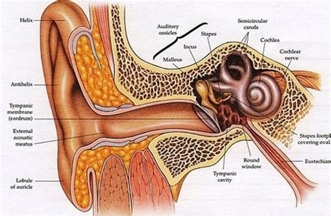 external ear anatomy | Anatomy System - Human Body Anatomy diagram and chart images