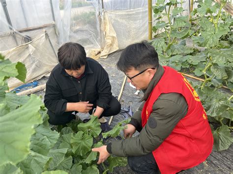 深入田间地头农技人员进田间指导春耕生产