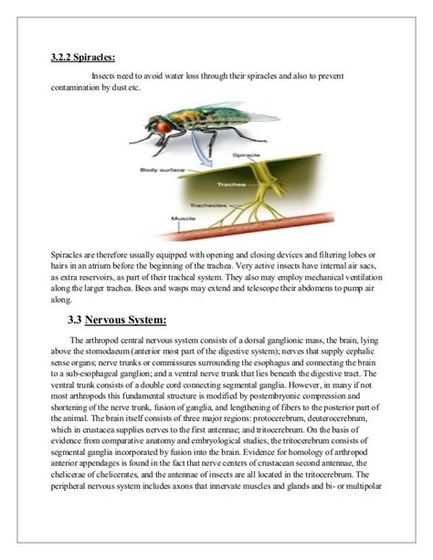 Anatomy & physiology of arthropods