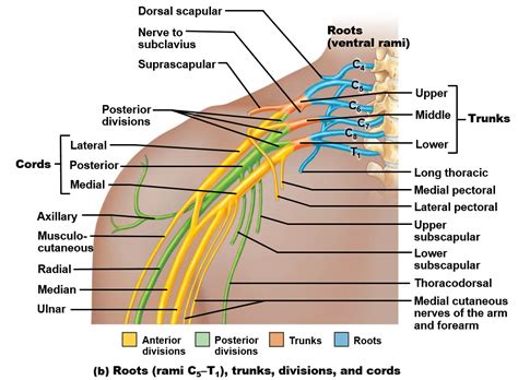 Lab 16: Neurovasculature of the Upper Extremity – Human Anatomy Lab Manual