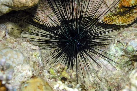 Sea Urchin Killer Identified Scientists Unmask The Microscopic Menace