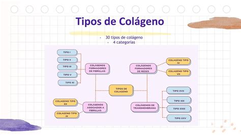 Tipos De Colageno ChuyMed Paola S Frauz UDocz