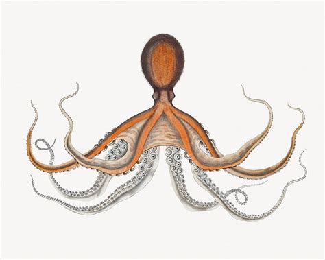 Octopus vintage illustration | Premium Photo - rawpixel