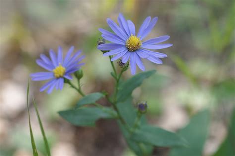 11 of the Best Blue Aster Varieties | Gardener’s Path