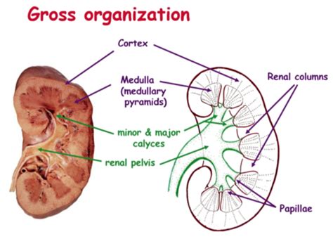 Kidney Structure Flashcards Quizlet