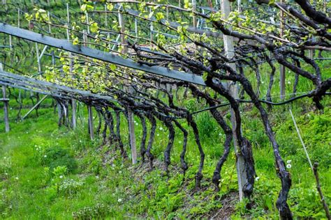 Landscape of Vineyard in Italy. Spring Landscape with Green Vineyards. Italian Landscape with ...