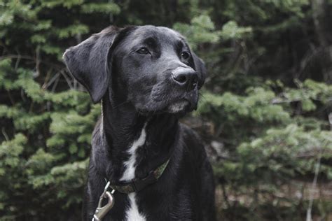 The best hiking partner, Sterling Pond, Vermont [OC] : r/hiking