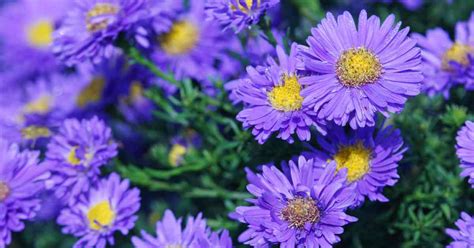 5 Beautiful Blooms For A Stunning Landscape Design The NL Group