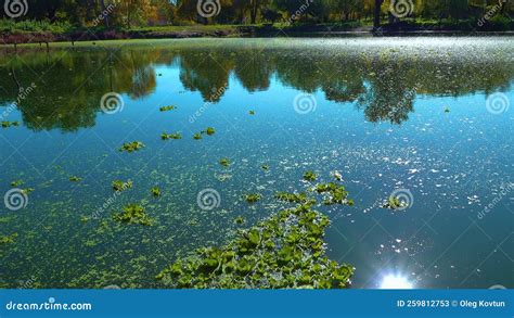 Floating Aquatic Plants Pistia Stratiotes Among Duckweed And Wolffia In