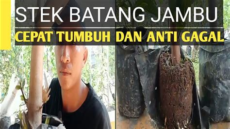 Cara Stek Batang Jambu Air Satu Bulan Tumbuh Akar Dan Daun Lebat