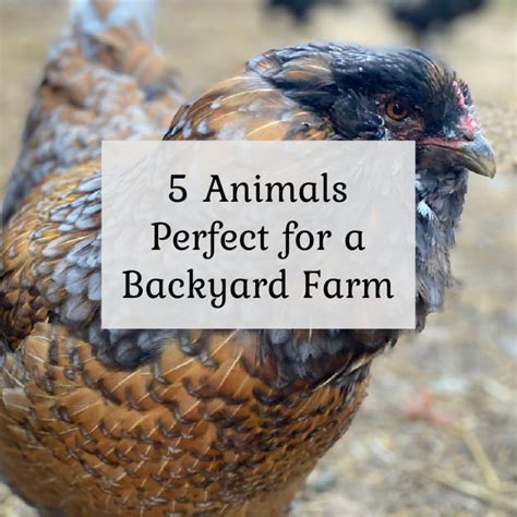 5 Farm Animals Perfect for your Backyard Farm - The Cape Coop