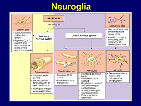 Ppt Neurophysiology Powerpoint Presentation Free Download Id168209