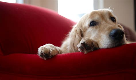 8 Signs That Your Dog Is Stressed Out