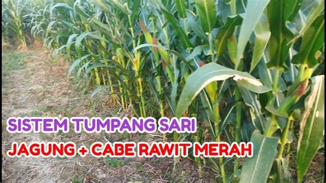 Sistem Tumpang Sari Cabe Rawit Merah Dan Jagung Pertanian Jagung