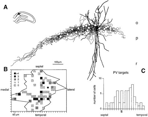 In Vivo Double Staining Of Parvalbumin Positive Interneuron In The