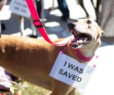 Campanha conscientiza o público sobre a origem dos animais vendidos