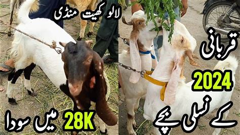 Lalukhet Bakra Mandi Rates On 30Jul Karachi Bakra Mandi 2023