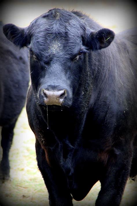 Black Angus Bull Photograph by Tam Graff - Fine Art America