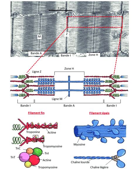 Structures Contractiles De La Fibre Musculaire Squelettique A Coupe