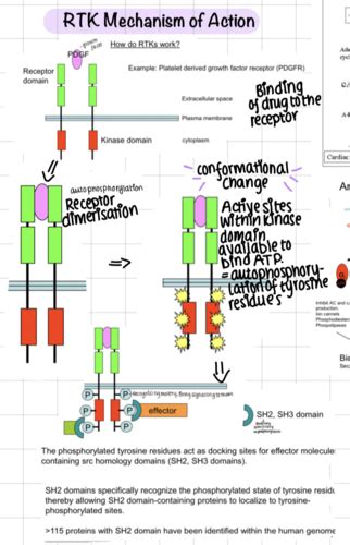 General And Systematic Phar Signal Transduction Mechanisms Flashcards