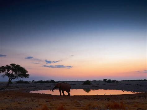 Etosha National Park Namibia Ultimate Visitor S Guide