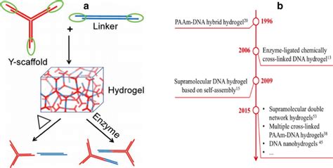 A Schematic Representation Of DNA Hydrogel Formation The Y Scaffold