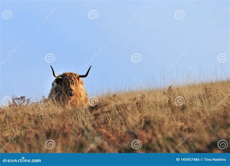 Vaca Escocesa Das Montanhas Que Vive No Charneca Que Mistura Se Em Seus