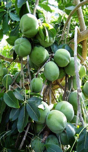 White Sapote Tree