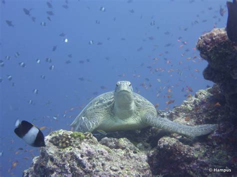 Snorkeling in Kuredu Island, Lhaviyani Atoll | Snorkeling the Maldives