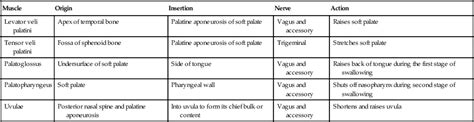 Anatomy Of Head And Neck Dentmistry