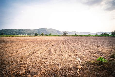 Soil Preparation For Rice Cultivation And The Rice Field With Mountain