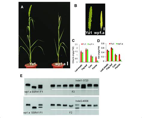 Phenotypic Analysis Of The White Panicle Mutant Wp A And The Wild