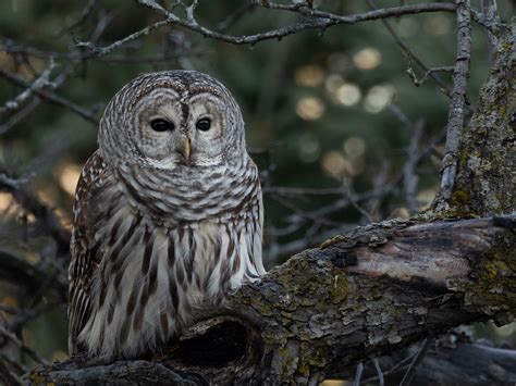 Chouette Ray E Barred Owl Karim Bouzidi Idrissi Flickr