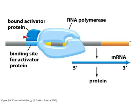 Antibiotics Bind To Rna Polymerase And