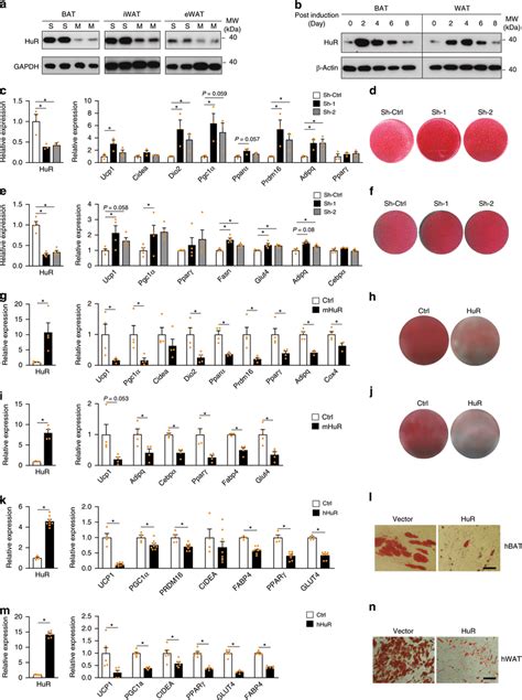 HuR Represses Adipocyte Differentiation In Vitro A Western Blot To