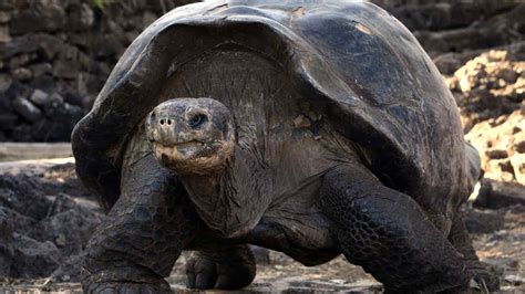 La Poblaci N De Tortugas Gigantes Sigue Creciendo En Las Islas