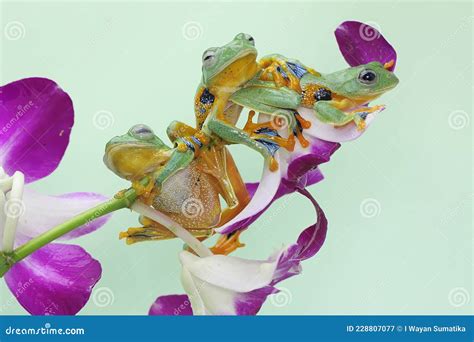 Three Green Tree Frogs Are Hunting For Prey On Wildflowers Stock Image Image Of Looking