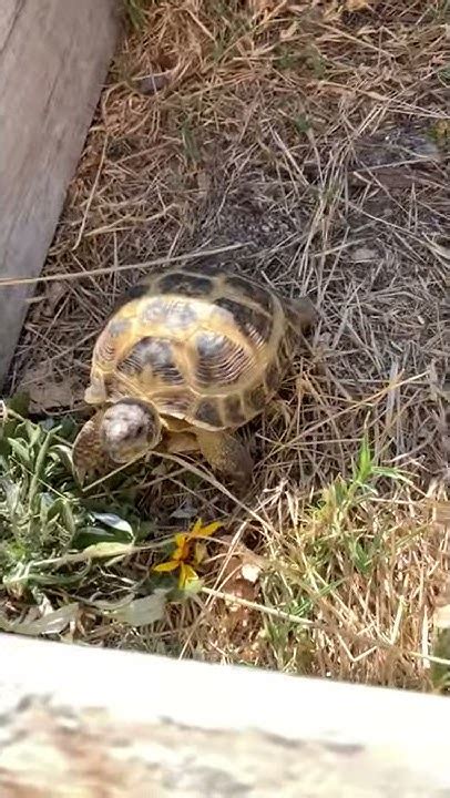 Russian Tortoise Outdoor Enclosure Youtube