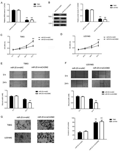 Microrna‑25 Promotes Cell Proliferation Migration And Invasion In