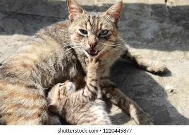 Mother Cats Playing Little Cat Stock Photo 1220445877 | Shutterstock